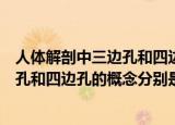 人体解剖中三边孔和四边孔的概念是什么（人体解剖中三边孔和四边孔的概念分别是什么）