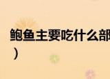 鲍鱼主要吃什么部位（鲍鱼的功效和营养价值）