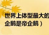 世界上体型最大的企鹅是（世界上体型最大的企鹅是帝企鹅）