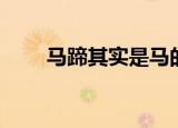 马蹄其实是马的什么（这里有答案）
