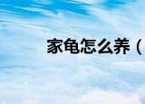 家龟怎么养（在家里如何养乌龟）