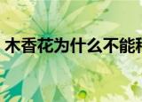 木香花为什么不能种（木香花不能种的原因）