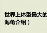 世界上体型最大的海龟是（世界上体型最大的海龟介绍）