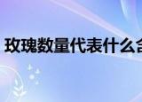 玫瑰数量代表什么含义（玫瑰数量代表含义）