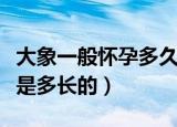 大象一般怀孕多久才能生下一个象宝宝（寿命是多长的）