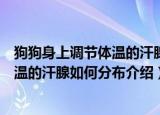 狗狗身上调节体温的汗腺主要分布在哪里（狗狗身上调节体温的汗腺如何分布介绍）