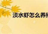 淡水虾怎么养殖（淡水虾如何养殖）