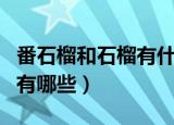 番石榴和石榴有什么区别（番石榴和石榴区别有哪些）