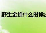 野生金蝉什么时候出土（野生金蝉出土时间）