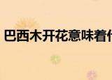 巴西木开花意味着什么（巴西木开花的寓意）