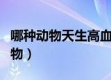哪种动物天生高血压（血压比较高的是什么动物）