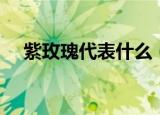 紫玫瑰代表什么（紫玫瑰代表什么意思）