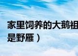 家里饲养的大鹅祖先是（家里饲养的大鹅祖先是野雁）