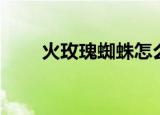 火玫瑰蜘蛛怎么养（需要注意什么）