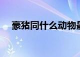 豪猪同什么动物最亲近（豪猪简单介绍）