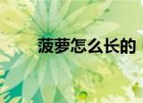 菠萝怎么长的（菠萝是长在哪里的）
