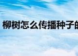 柳树怎么传播种子的（柳树传播种子的方法）