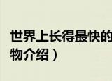 世界上长得最快的植物是什么（长得最快的植物介绍）