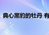 典心黑豹的牡丹 有几部（典心 黑豹的牡丹）