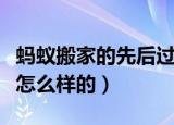 蚂蚁搬家的先后过程（蚂蚁搬家的先后过程是怎么样的）