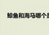 鲸鱼和海马哪个是真正的鱼（你知道吗）