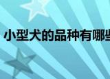 小型犬的品种有哪些（小型犬的品种有什么）