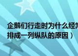 企鹅们行走时为什么经常排成一列纵队（企鹅们行走时经常排成一列纵队的原因）