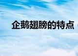 企鹅翅膀的特点（企鹅翅膀的特点介绍）