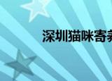 深圳猫咪寄养（深圳猫咪领养）