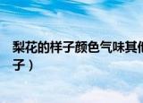 梨花的样子颜色气味其他怎么写（描写梨花颜色和气味的句子）