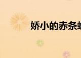 娇小的赤条蜂（娇小的赤条蜂）
