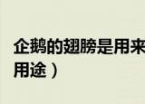 企鹅的翅膀是用来干什么的（关于企鹅的翅膀用途）
