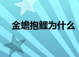 金蟾抱鲤为什么（出现金蟾抱鲤的原因）