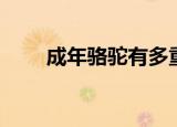 成年骆驼有多重（成年骆驼的体重）
