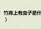 竹席上有虫子是什么虫（竹席上的虫子是什么）