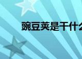 豌豆荚是干什么用的（豌豆荚简介）
