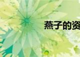 燕子的资料（燕子简介）
