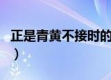 正是青黄不接时的句子（正是青黄不接的初夏）