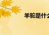 羊驼是什么（羊驼的简介）
