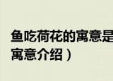 鱼吃荷花的寓意是什么意思（关于鱼吃荷花的寓意介绍）
