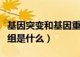 基因突变和基因重组解释（基因突变和基因重组是什么）