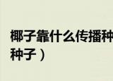 椰子靠什么传播种子（椰子通过什么途径传播种子）