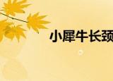 小犀牛长颈鹿（小犀牛童装）