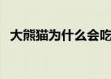 大熊猫为什么会吃肉（大熊猫会吃肉原因）