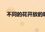 不同的花开放的时间（各种花开花时间）