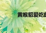 黄喉貂爱吃的是什么（黄喉貂）