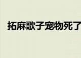 拓麻歌子宠物死了怎么办（拓麻歌子官网）