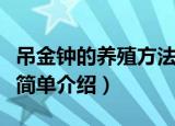 吊金钟的养殖方法是什么（吊金钟的养殖方法简单介绍）