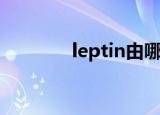 leptin由哪里分泌（leptin）