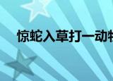 惊蛇入草打一动物（惊蛇入草打一生肖）
